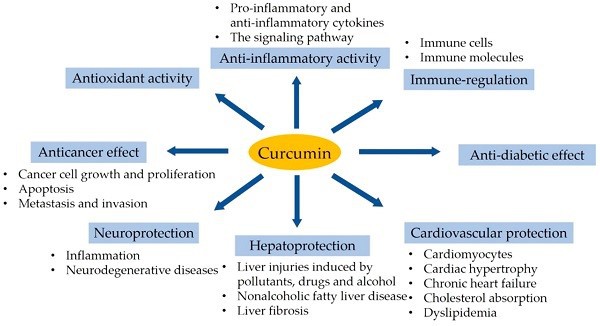 Functions Of Curcumin Extract Powder.jpg